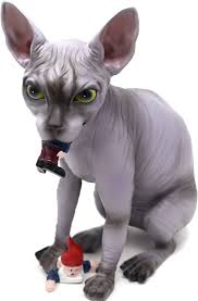 Busiga Sphynx Katt Tomte Massakre